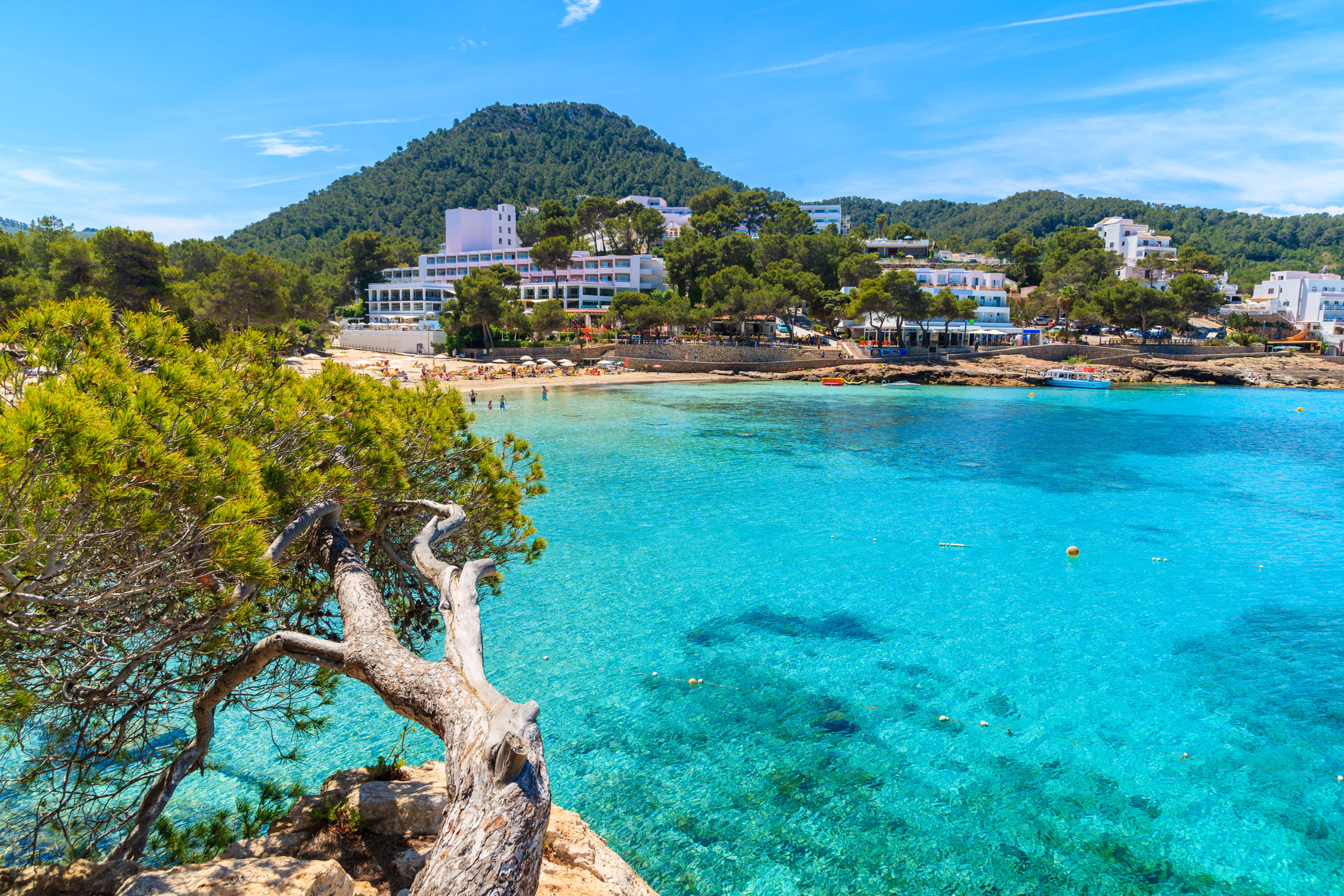 Green pine tree on cliff rock overlooking beautiful Cala Portinatx bay with hotels on shore, Ibiza island, Spain